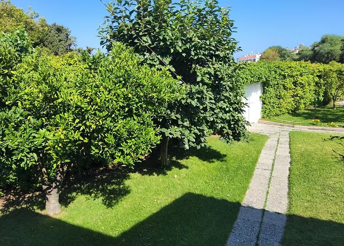 Angelana * 法里拉基